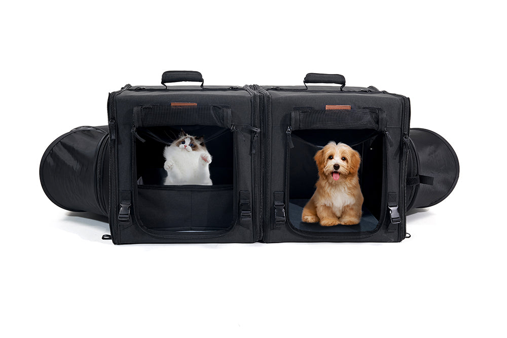 What carrier is best for cats?