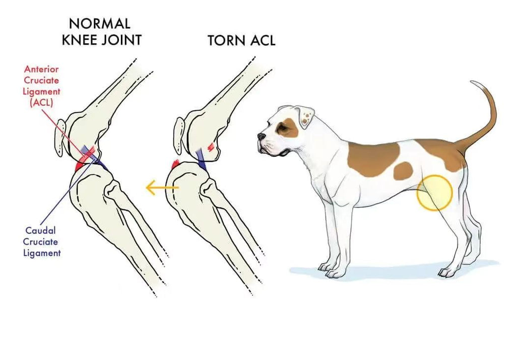 Can a dogs cruciate ligament heal without surgery?