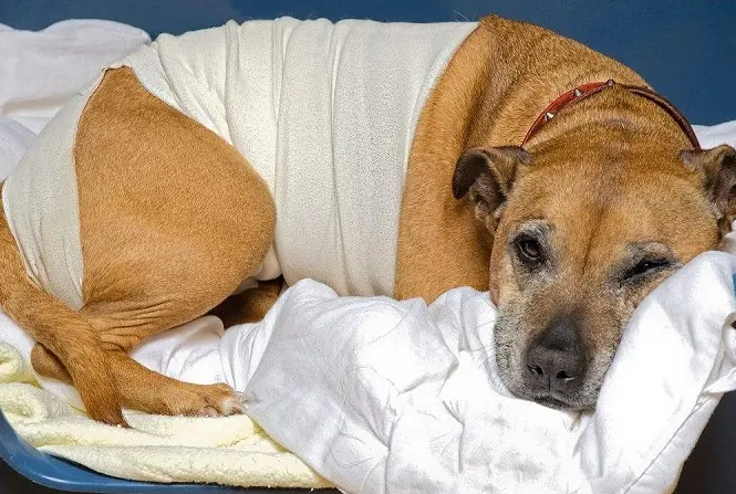 How can I help my dog with arthritis?
