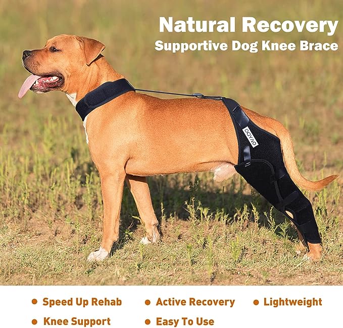 What is a dog knee brace used for?