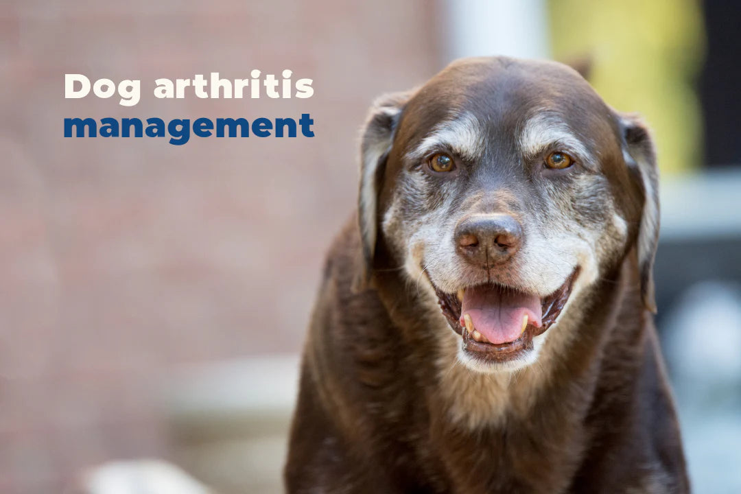 How to manage osteoarthritis in dogs? LISPOO