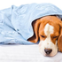 what to do if your dog catches a cold?