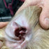 How do you prevent mites in dogs?