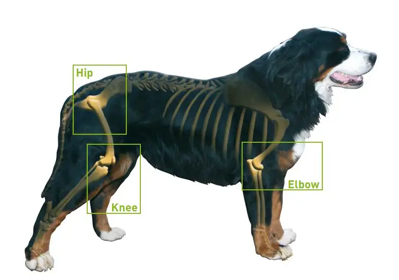 How can I improve my dogs hip mobility?