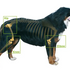How can I improve my dogs hip mobility?