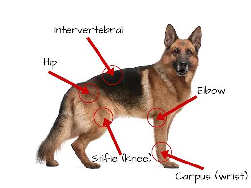 How can I help my dog with bad joints?