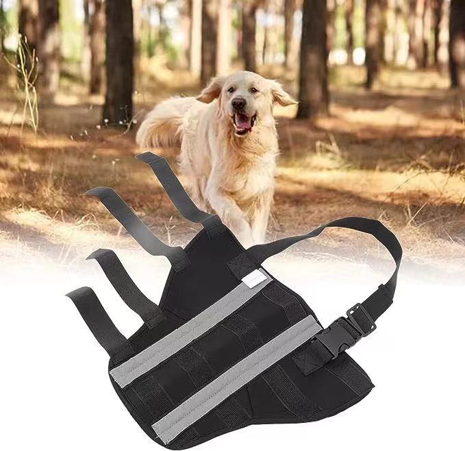 How to choose a dog brace?