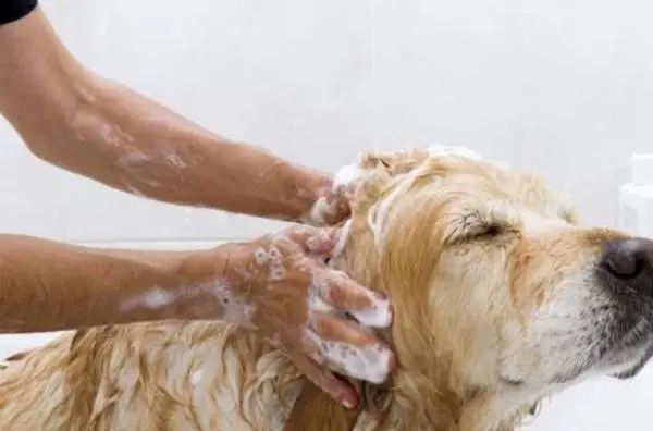 How do you maintain pet hygiene?