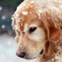 How do I take care of my dog in the winter?