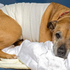 How can I help my dog with arthritis?