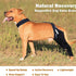 What is a dog knee brace used for?