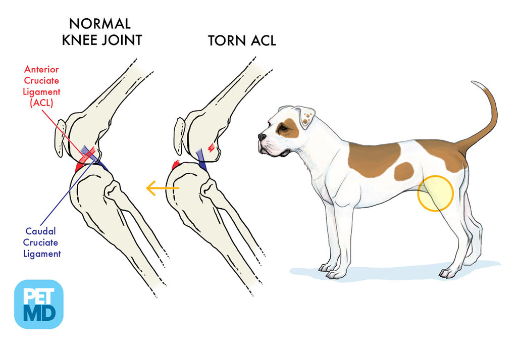 What happens if you don't repair a dog's acl？