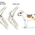 What happens if you don't repair a dog's acl？