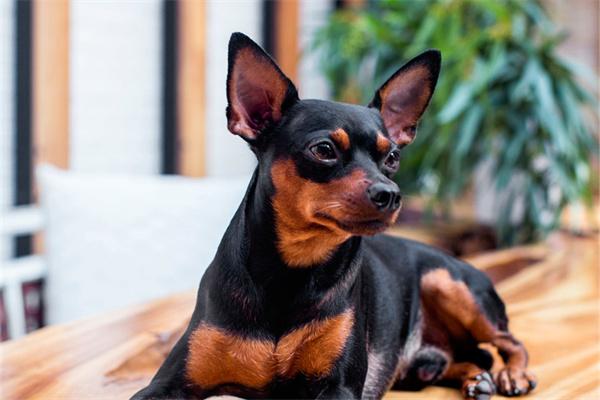 How to Manage Gout in Dogs?