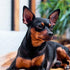 How to Manage Gout in Dogs?