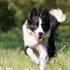 Prevent Joint Problems in Labradors with Care and Support Measures