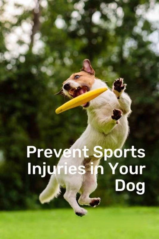 What Training Can Help Avoid Sports Injuries? A Guide to Protecting ...