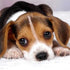 How do you treat a dog's swollen joints?