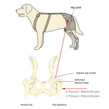 Is there a brace for hip dysplasia?