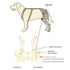 Is there a brace for hip dysplasia?