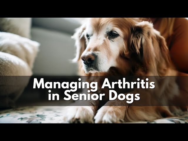 How do I help my old dog with arthritis?