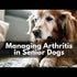 How do I help my old dog with arthritis?