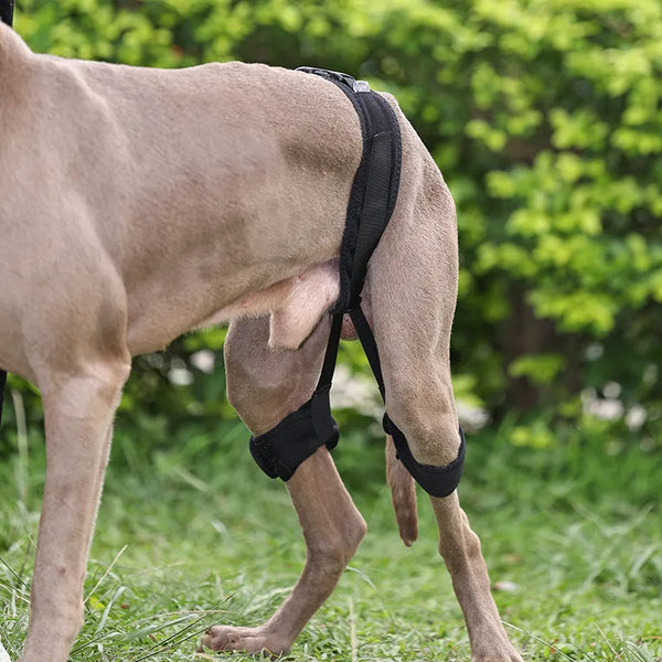 Lispoo Dog Hip Brace for Hind Leg