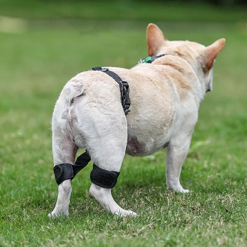 Lispoo Dog Hip Brace for Hind Leg
