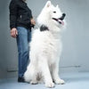 Lispoo Dog Neck Brace for Dogs Neck Pain