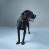 Lispoo Dog Neck Brace for Dogs Neck Pain