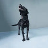 Lispoo Dog Neck Brace for Dogs Neck Pain