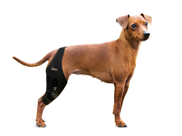 Adjustable Dog Knee Brace with Dial Lock - Heavy-Duty Support for Severe Joint Injuries