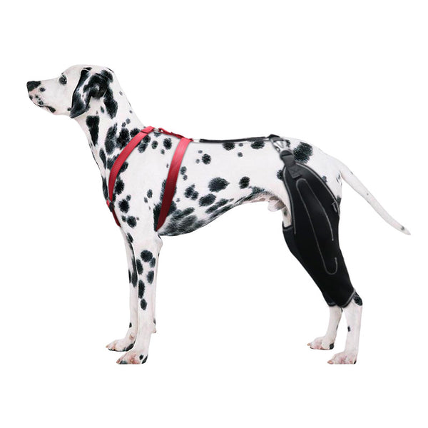 Lispoo Dog Knee Brace for Torn Acl  Leg