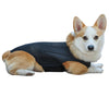 Lispoo Hinged Canine Back Brace For Dog
